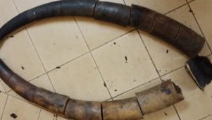 Franceville&nbsp;: trois Gabonais arrêtés   avec 17 morceaux de défenses d’éléphant  