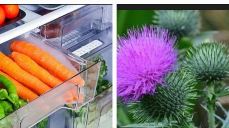 Prévention des cancers : phytothérapie et hygiène de vie au cœur des conférences Octobre Rose et Novembre Bleu