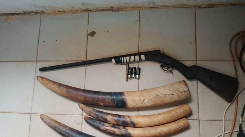 Interpellation de trois individus en possession de quatre pointes d’ivoire et de deux armes de chasse à Kango