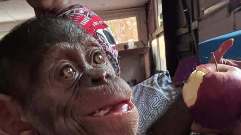Trafic de chimpanzés&nbsp;: derrière l’interpellation de quatre suspects, les failles persistantes de la protection de la faune au Gabon