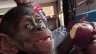 Trafic de chimpanzés&nbsp;: derrière l’interpellation de quatre suspects, les failles persistantes de la protection de la faune au Gabon