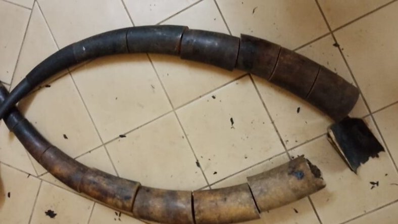 Franceville : trois Gabonais arrêtés   avec 17 morceaux de défenses d’éléphant  