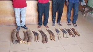 Makokou : quatre trafiquants arrêtés avec 14 défenses d’éléphants