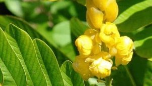 Constipation&nbsp;: causes, conséquences et solutions naturelles