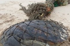 Setté-Cama&nbsp;: une tortue marine piégée, symbole de la pression humaine sur les écosystèmes côtiers