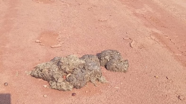 Forêt gabonaise&nbsp;: le fiacre d’éléphant, un engrais naturel aux multiples vertus