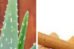 Le diabète, une maladie en pleine expansion : la phytothérapie comme alliée