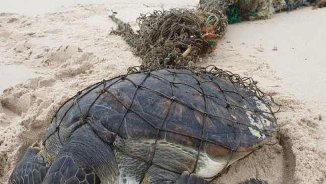 Setté-Cama&nbsp;: une tortue marine piégée, symbole de la pression humaine sur les écosystèmes côtiers