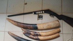 Interpellation de trois individus en possession de quatre pointes d’ivoire et de deux armes de chasse à Kango