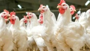 Filière avicole&nbsp;: le Gabon prépare la fin des importations de poulet de chair